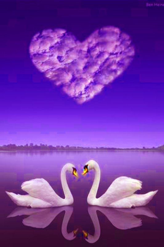 Лебеди сердце