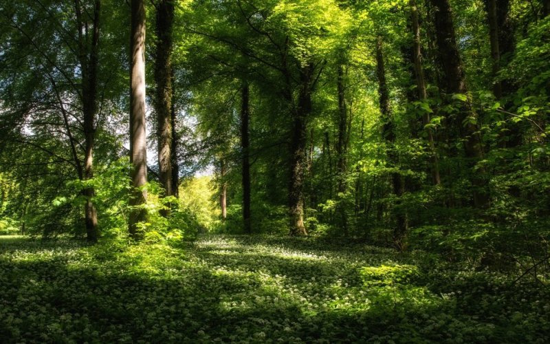 Лесная Поляна