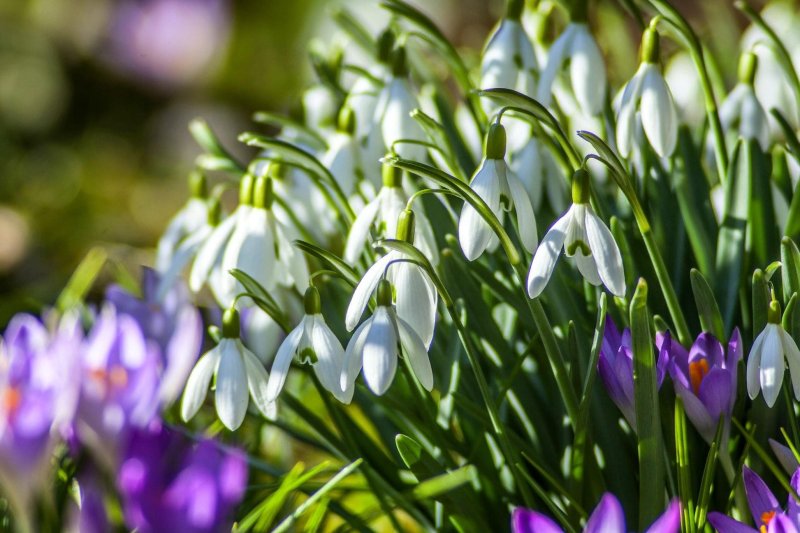 Первоцветы крокусы