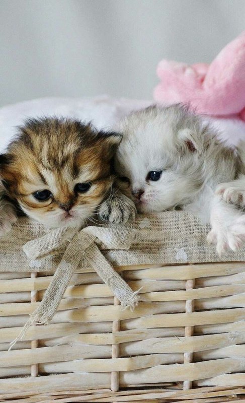 Красивые маленькие котята