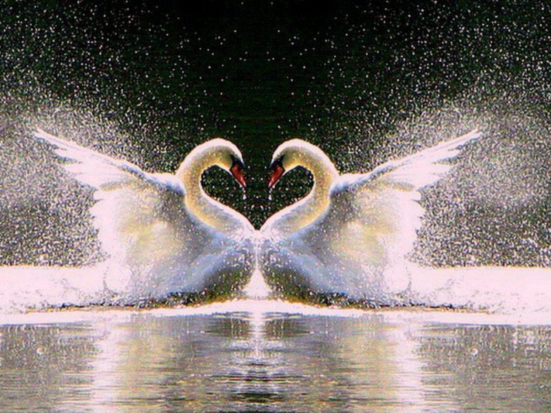 Пара лебедей