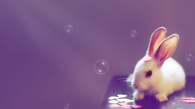 Картинки на рабочий стол зайчики