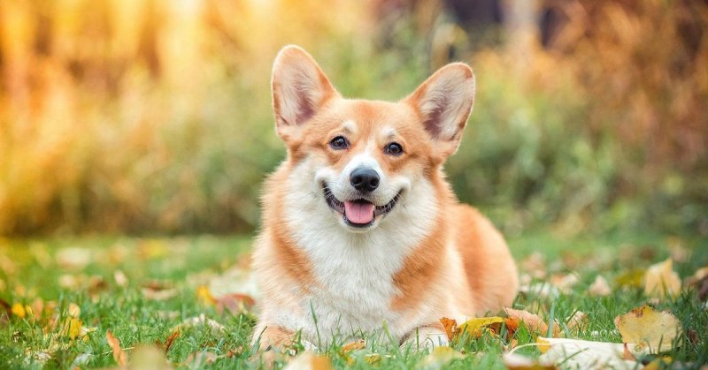 Корги пемброк