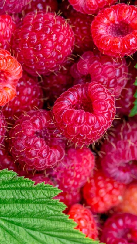 Ягода малина