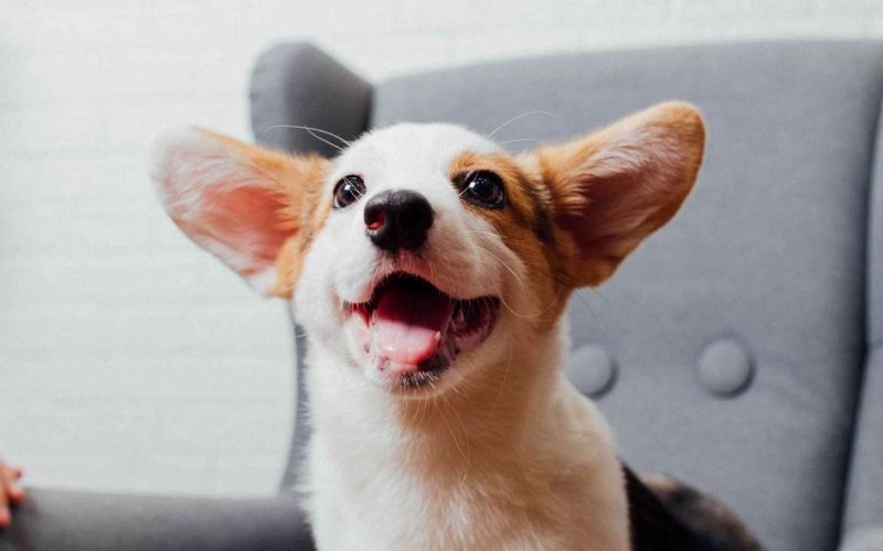 Собака корги 4к