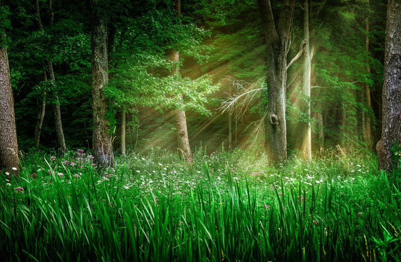 Красивый лес