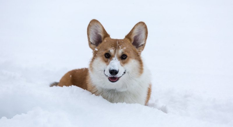 Вельш корги щенок зима