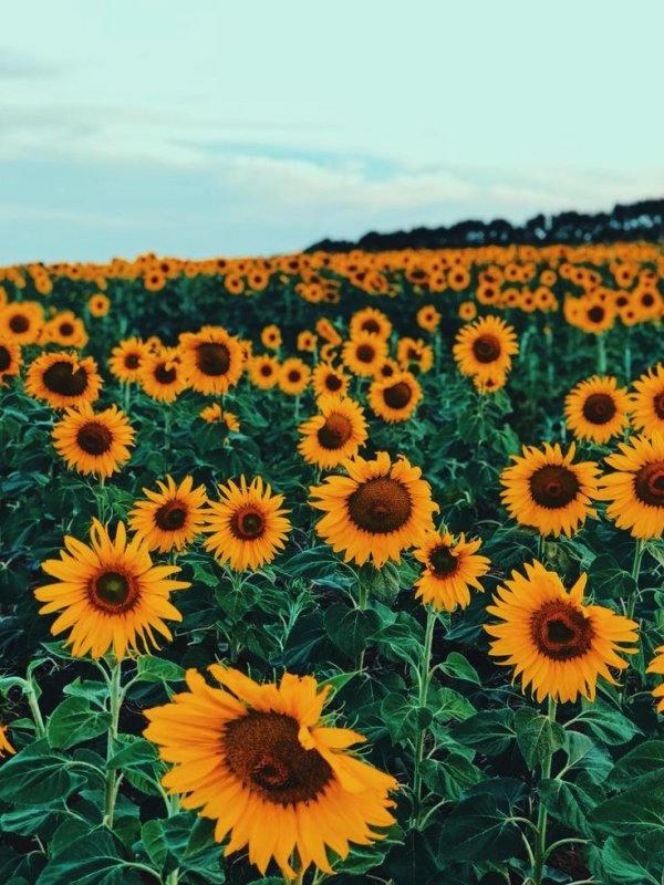 Август Подсолнухи