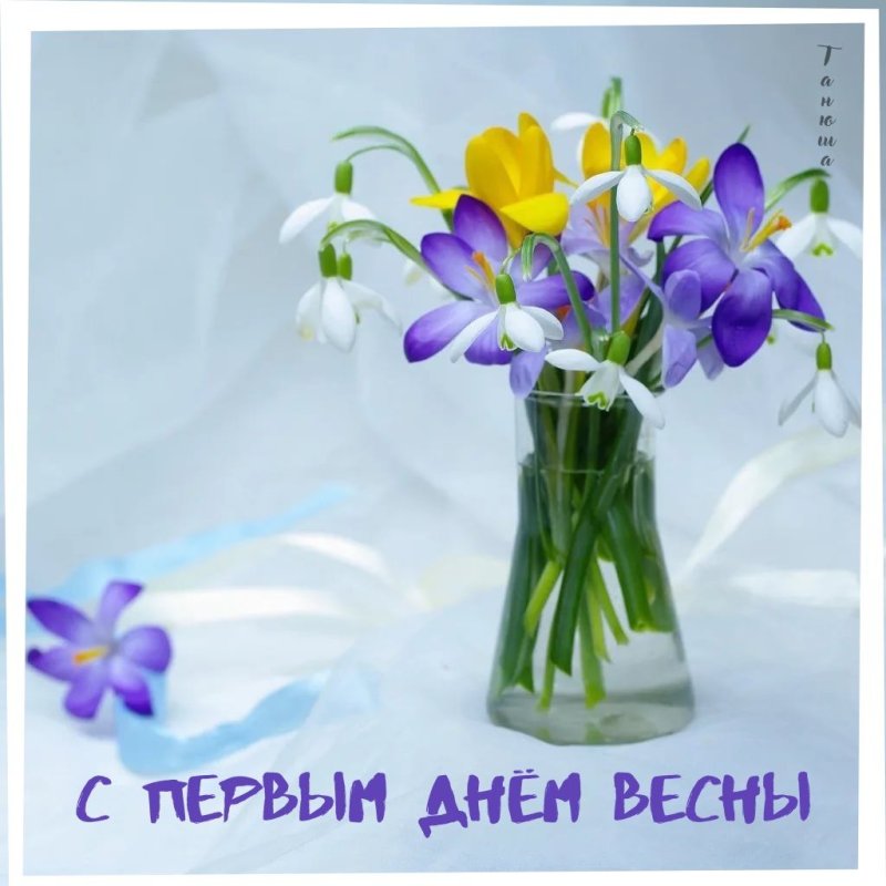 Фрезия первоцвет