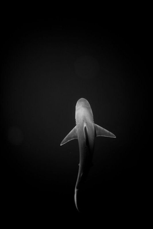 Акула на заставку