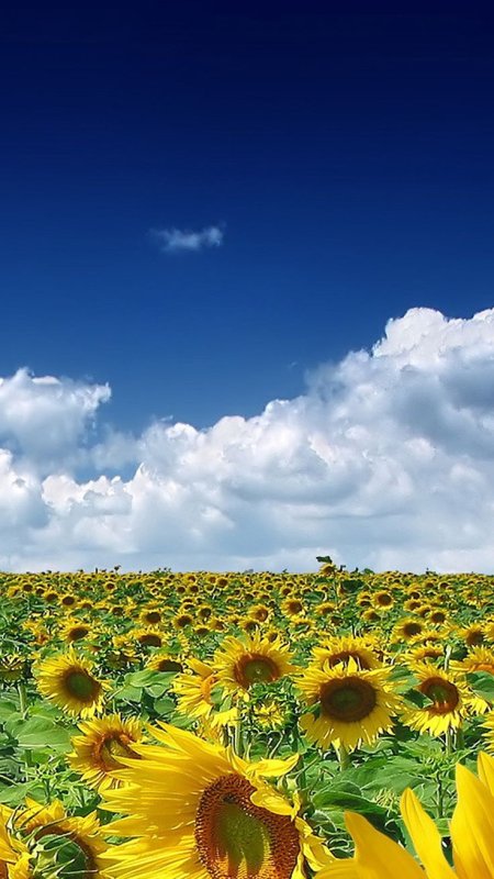 Пейзаж с подсолнухами