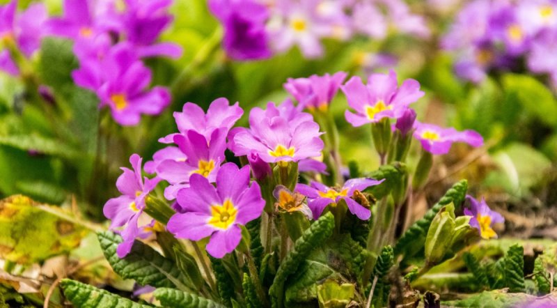 Примула цветок первоцвет весенний