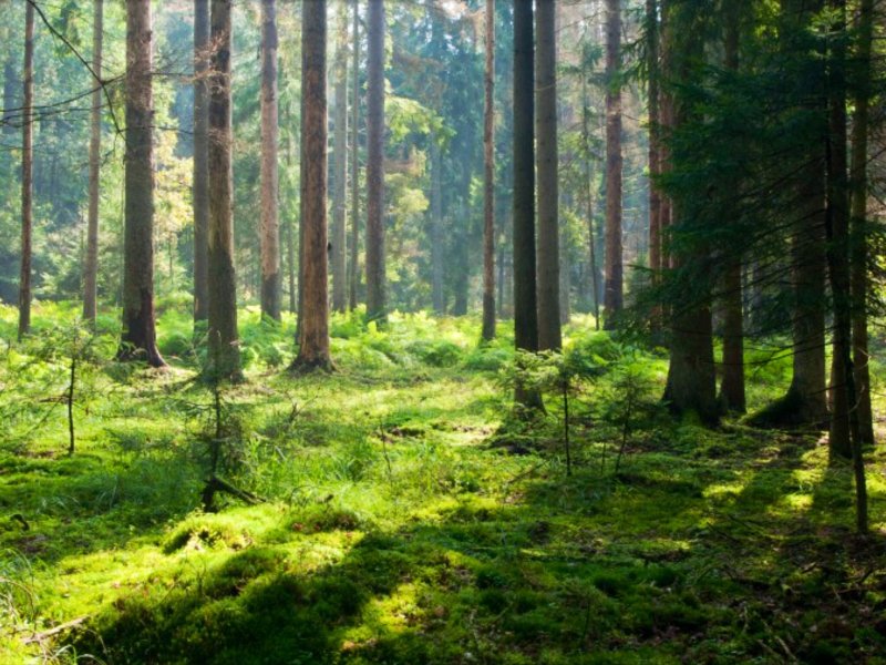 Елово Сосновый лес