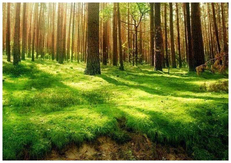 Красивый лес