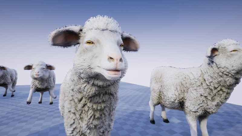 Овцы заставка
