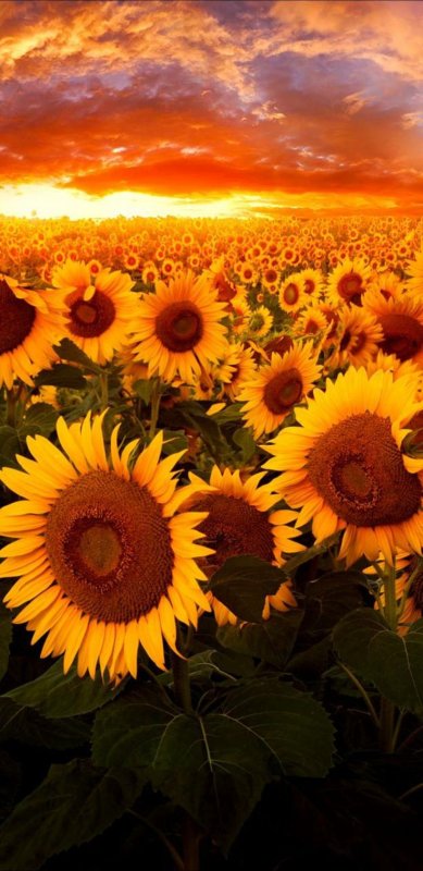 Поле подсолнухов на оранжевом закате