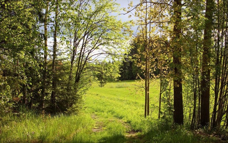 Битцевский лес Поляна