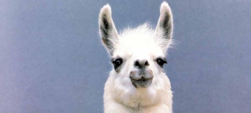 Лама фото