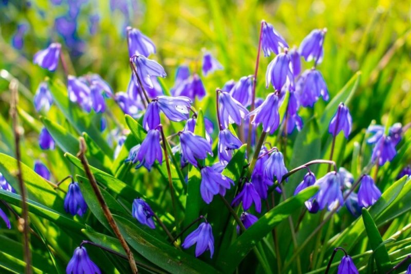 Пролески, подснежники, крокусы