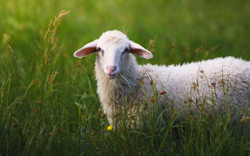 Красивая Овечка