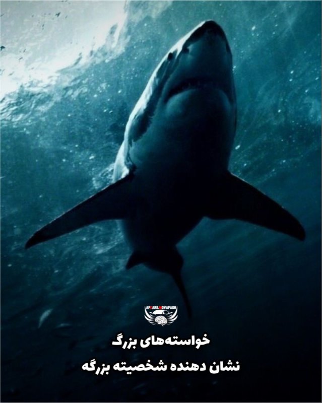 Акула на заставку