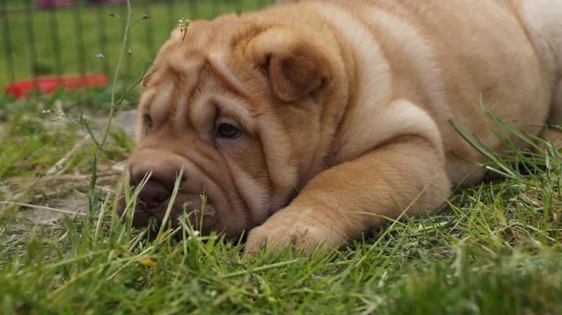 Шарпей щенок