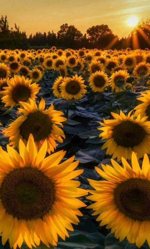 Подсолнух HD