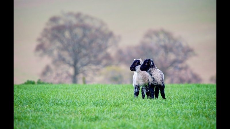 Овцы пасутся