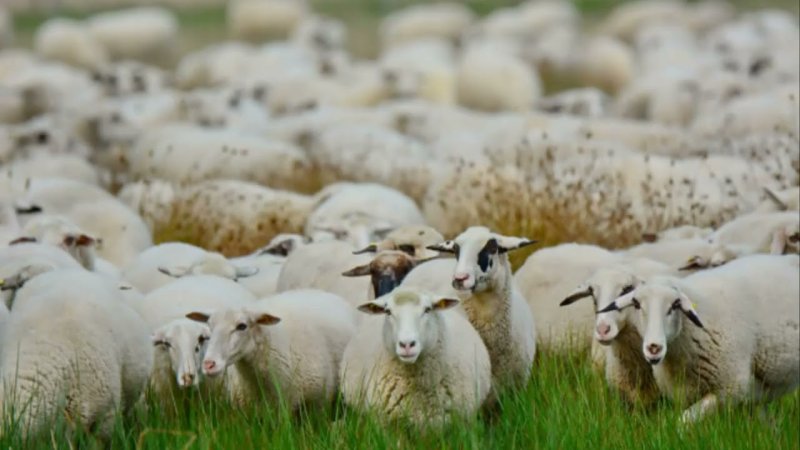 Овцеводство ферма