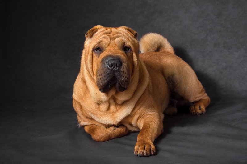 Шарпей чемпион