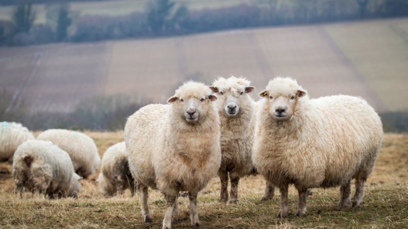 Порода овец Джакоб