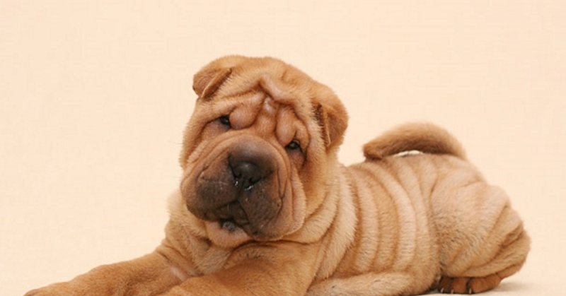 Собака шарпей