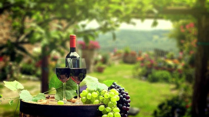 Виноделие, Грузия, виноградник