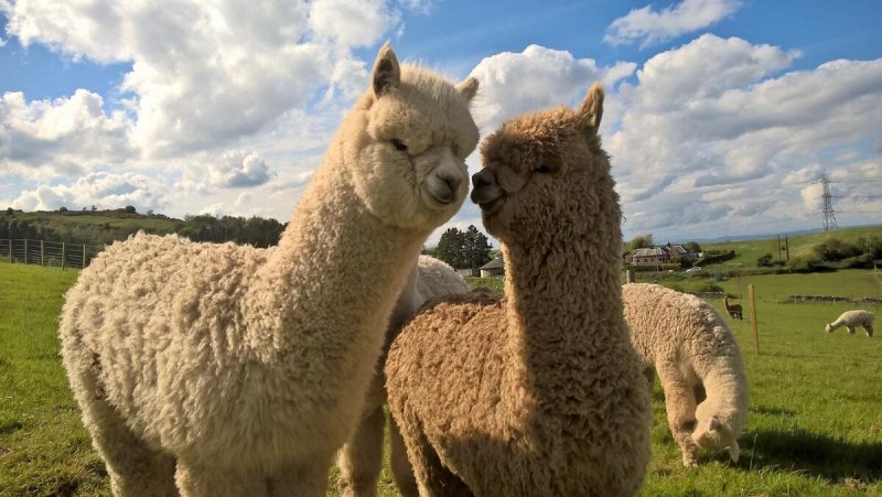 Альпака 2