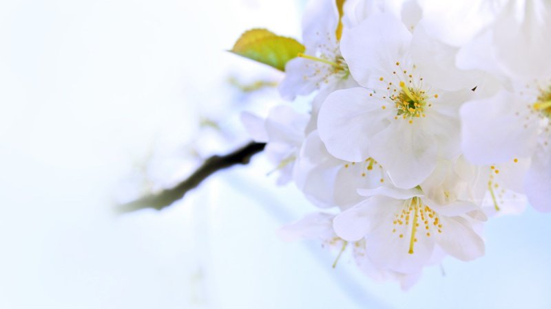 Белые весенние цветы