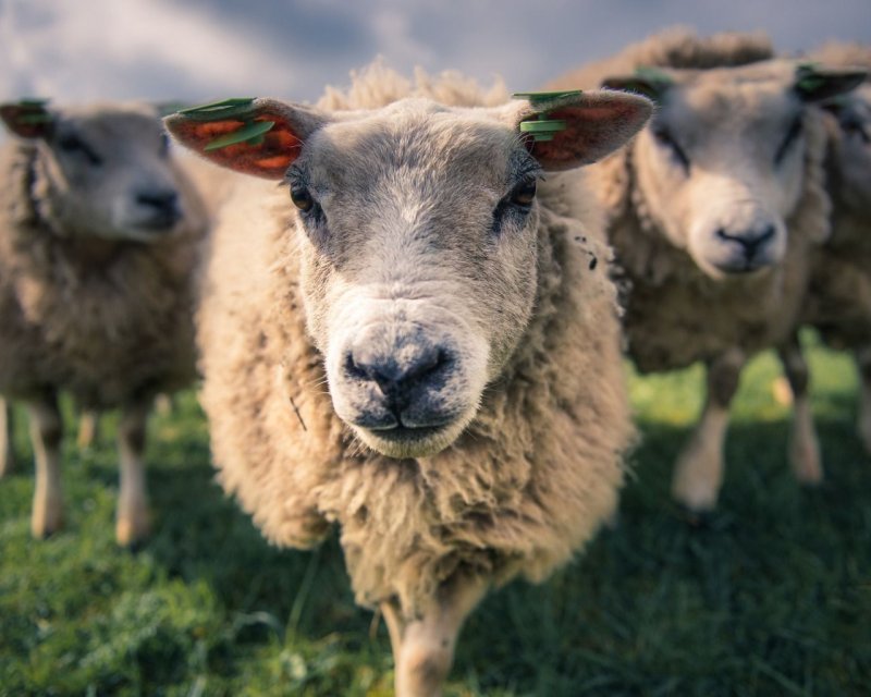 Бараны и овцы