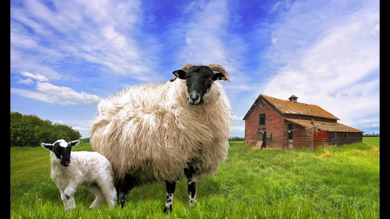 Овца красивая