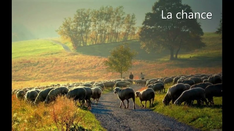 Природа с овцами