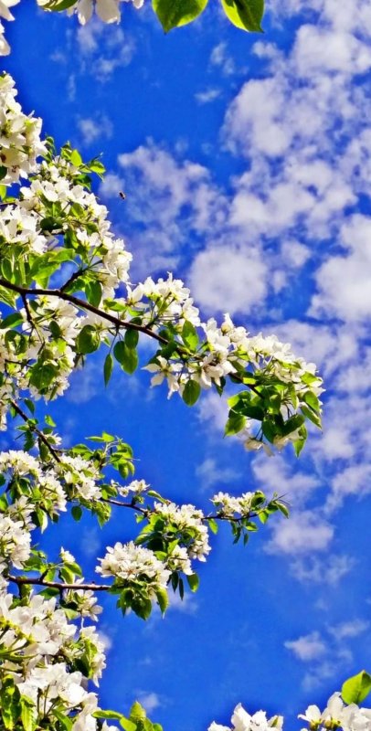 Красивая Весна