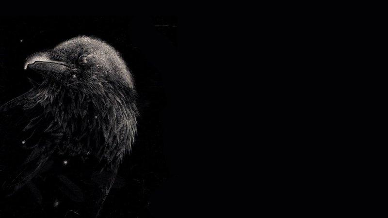 Ворон обои на рабочий стол