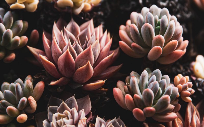 Суккуленты Эстетика Аквамарин