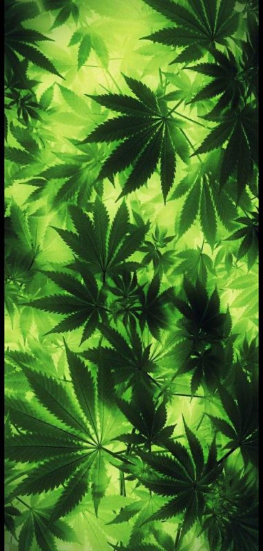 Конопля фон