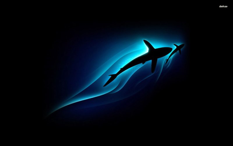 Акула на черном фоне