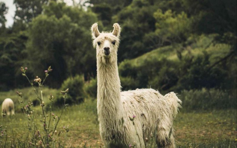 Лама длинношерстная