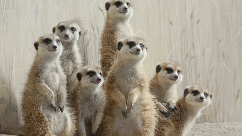 Сурикаты семейство