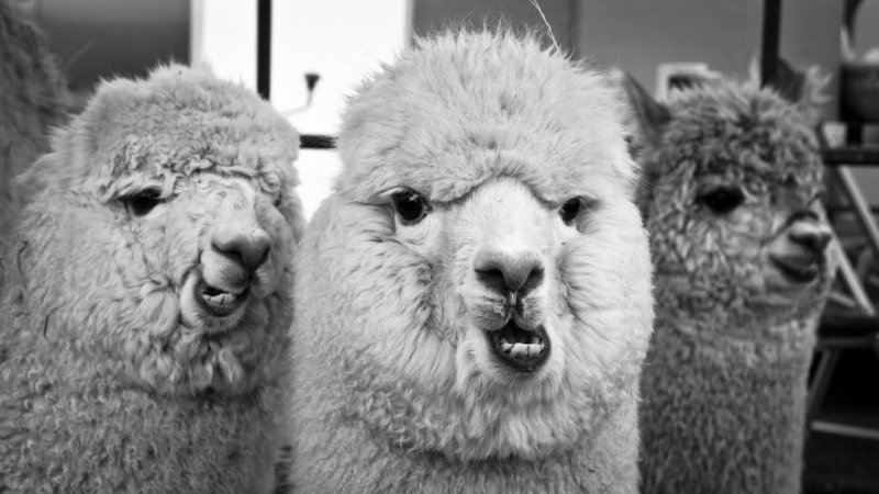 Лама и альпака