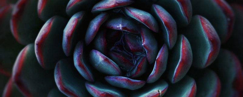 Суккулент макро