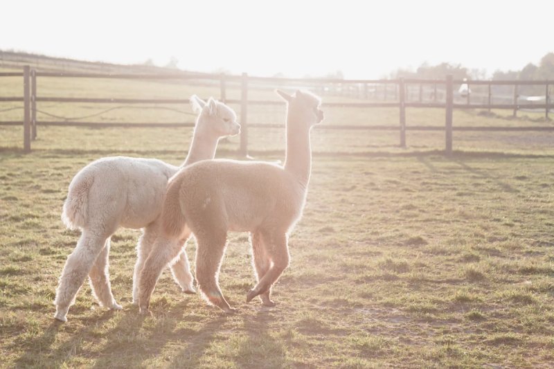 Альпака Альбион