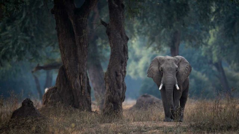 Африканский слон