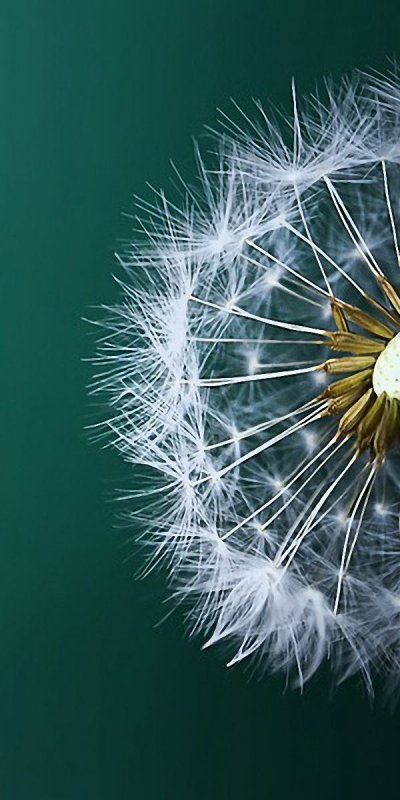 Красивые одуванчики